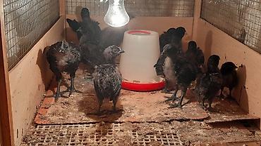 qus: AYAM GEMANI CUCELERI SATISDA
 055 955 05 20 
14AZN — 6