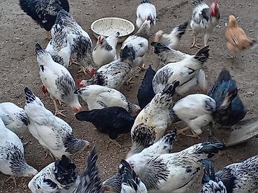 Куры: Yumurta və ətliklik üçün ev quşları – müxtəlif rəng və cinslər — 3