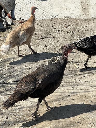 Птицы: Индюшки 10 самок и 2 самца — 4