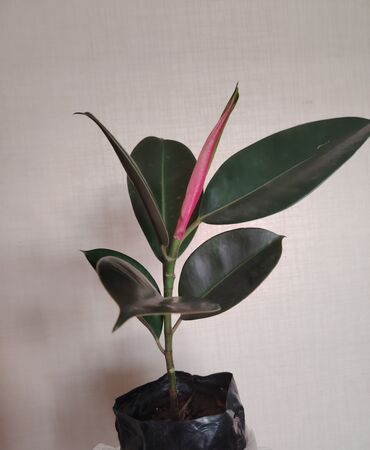 Ağaclar: Ficus elastica parlaq, tünd yaşıl yarpaqları və yeni, çəhrayı rəngli