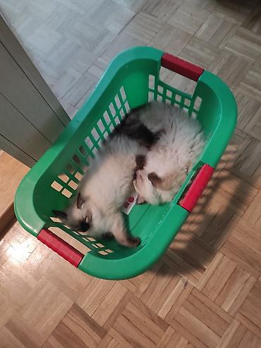 Mačke: Ragdoll mačići – blue point rođeni 02.04. - Prelepi ragdoll mačići sa — 12
