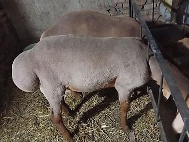 барана: Продаю | Баран (самец) | Арашан | На забой — 1