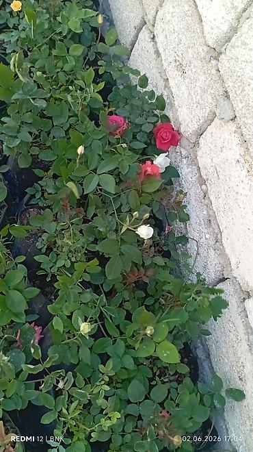 Çöl bitkiləri: Çöl bitkiləri -da lalafo.az — 17 Çöl bitkiləri: Çöl bitkiləri — 17