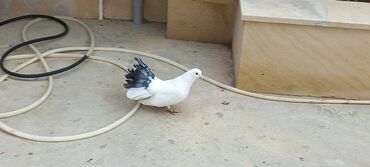 Göyərçinlər: Sari qara cutdu.sarinin ata anasi 6 saat ucur .cutu 45manata.pavlin 10 — 2