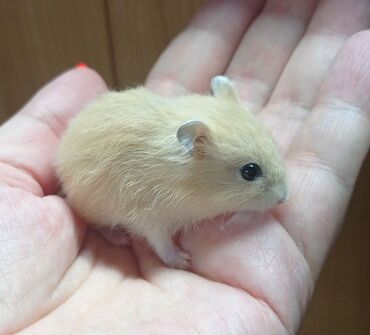 Хомяки: Продаются хомячки джунгарские, сирийские, ангорские пушистые хомячки — 13
