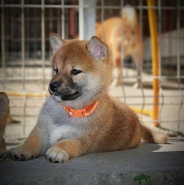 obuca ps: Odgajivačnica 'Kami's little fellows' predstavlja vrhunsko leglo Shiba — 2