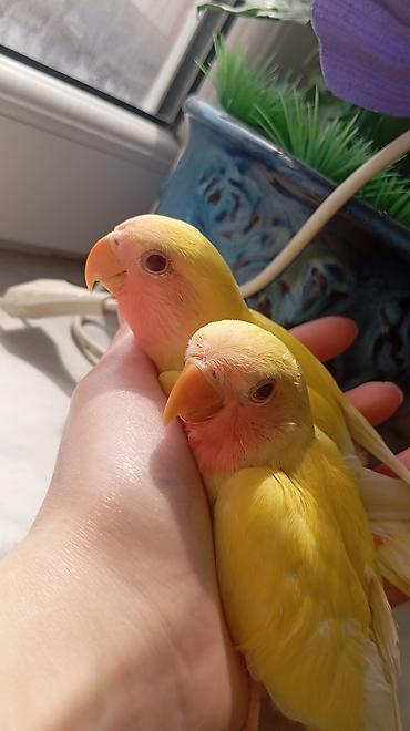 lutino: Növ: Sevgili (Lovebird) – Lutino rəng mutasiyası bala quşlar satılır — 3