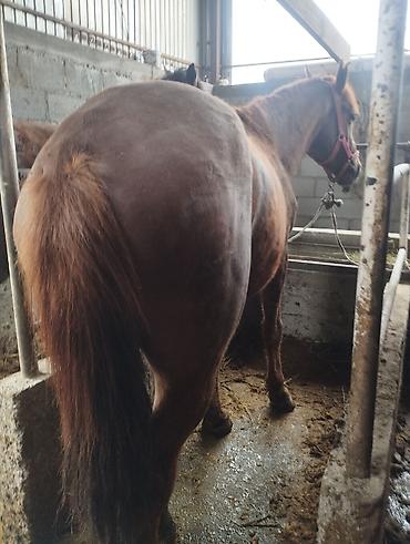 Продажа коттеджей и домов: Семиз Айгыр сатылат 2 асый — 9