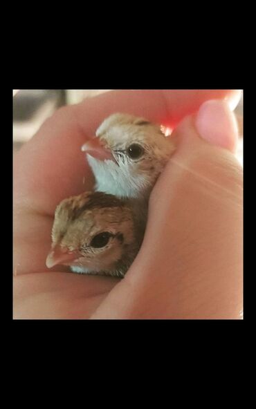 козу кочкор сатылат: Продаю суточных перепелят Техас и Феникс 🐣 под заказ. яйцо
