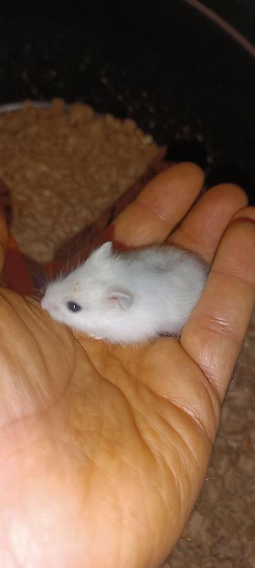 Gəmiricilər: Yeni 2mərtəbəli qəfəs 2xomyak ağ və boz🐭 qəfəsin içində Fırlanan çarxı — 11