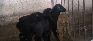 Бараны, овцы: Продаю | | Эдильбаевская, Арашан