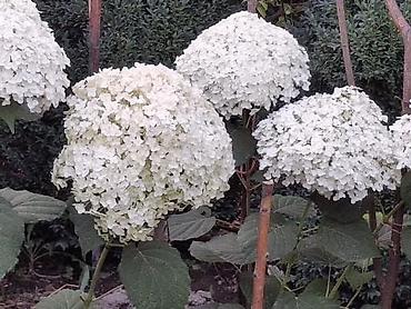 Семена и саженцы: От 20 см до 2 метров Самшит (Buxus sempervirens) — вечнозелёные — 5
