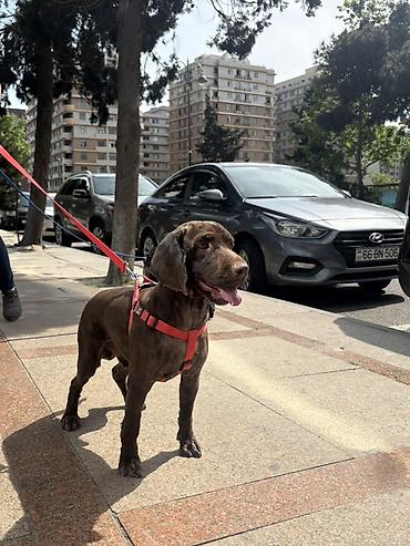 Başqa xidmətlər: Cocker spaniel Cütləşməyə dişi axtarırıq Unvan binə qəsəbəsi. Alex — 2
