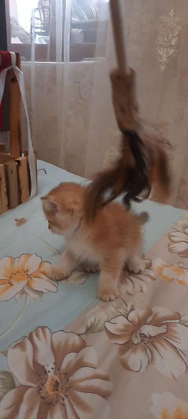 Кошки: Britan winwila tam saglam balalar brona hazirdi ata ana temiz qan — 6