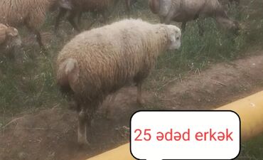 Qoyunlar, qoçlar: Erkək, il: 1, 35 kq, Ətlik, Ünvandan götürmə