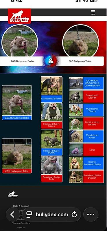 Psi: American bully pocket lilac štenci. 4 lilac zenki, 2 zute zenke — 6
