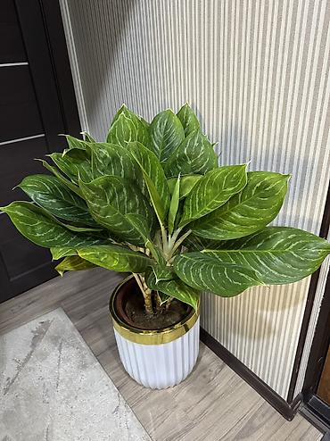 Аглаонема (Aglaonema), крупный декоративно-лиственный комнатный lalafo.kg да Аглаонема (Aglaonema), крупный декоративно-лиственный комнатный