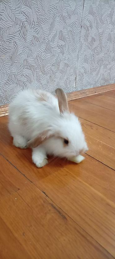 большая клетка для кролика: Mini lop dovşan balası satılır. 15 azn — 1