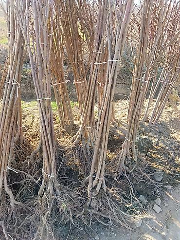 Малина: Малина — 20