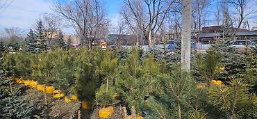 Искусственные ёлки: Ёлка,сосна,голубые ели,пихта,берёза — 4