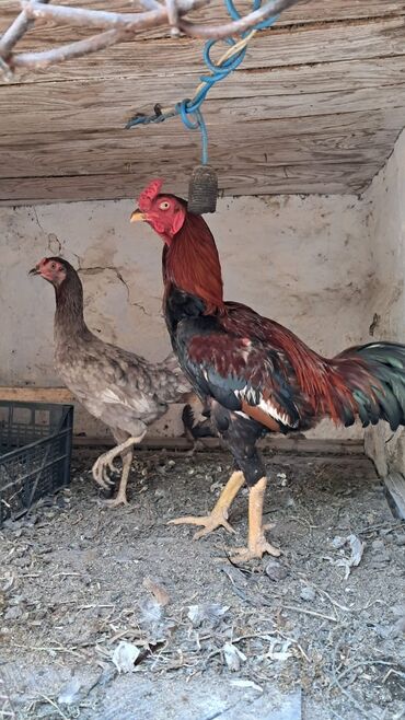ördək neçə günə bala çıxarır: Cütü 70 manat, Real alıcı yazsın, Dovşanda var ucuz qiymətə, bala