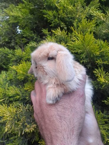 şirin dovşan şəkilləri: 1 ayliq lol holland dekarativ dovsanlar cox wirindiler