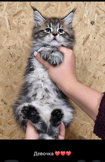 трехцветный кот мальчик: Котята мейн-кун!!!❤️❤️💙 Истинная красота рождается там, где природа — 2