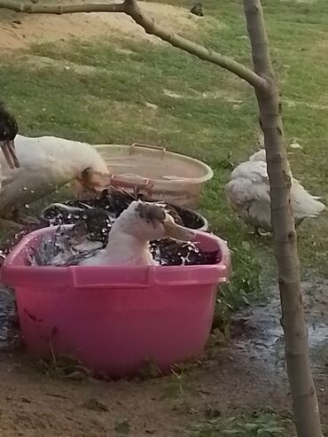 Ördəklər: Ev şəraitində bəslənən ördəklər - Növ: məişət üçün saxlanılan — 10