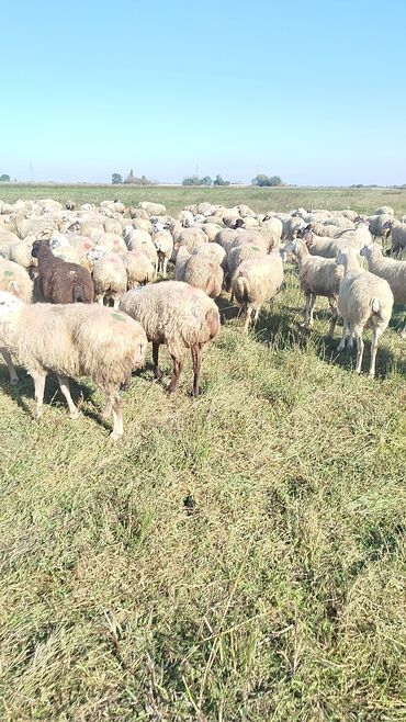 Qoyunlar, qoçlar: Qoyun sürüsü – ət və süd istiqamətli yerli cinslər - Şəkillərdə geniş -da lalafo.az — 20 Qoyunlar, qoçlar: Qoyun sürüsü – ət və süd istiqamətli yerli cinslər - Şəkillərdə geniş — 20