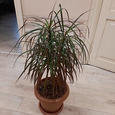 шеффлера: Комнатные растения в декоративных горшках: 1) Шеффлера (Schefflera — 4