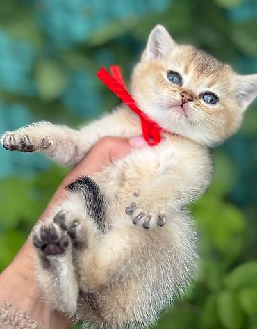 Pişiklər: Britan — 1