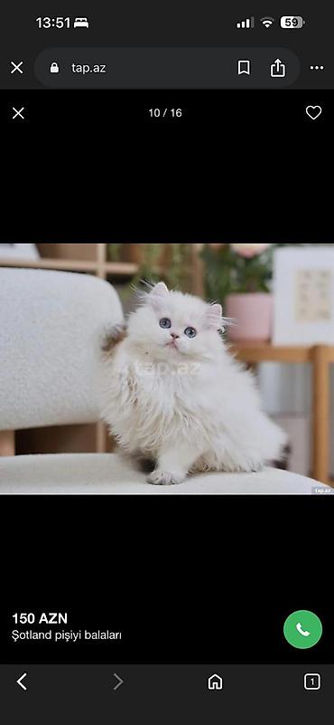 Pişiklər: Britan — 8