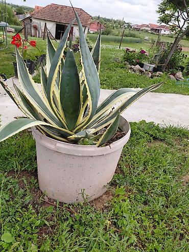 ljubicaste stvari: Agava americana ‘Variegata’ u saksiji - Velika, dekorativna agava sa — 4