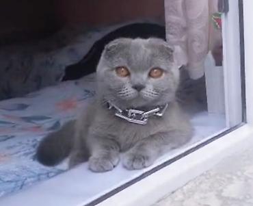 Мышыктар сатылат: Шотландский вислоухий кот (Scottish Fold), окрас — сплошной голубой — 1