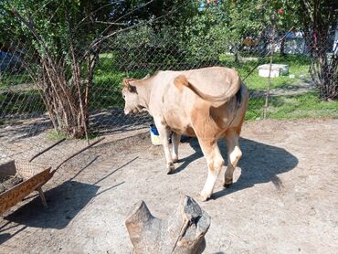 Dana, buzov: Məhsul: Dana (erkək) Təsvir: - Şəkillərdə görünən sağlam, ətlik — 4