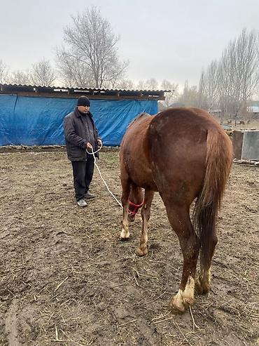 Лошади, кони: Продаю | Конь (самец) | Рабочий — 4