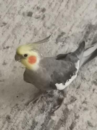 arpa satışı: 2 korella quşu, qız/oğlan, qəfəs və qəfəsin içindəki ləvazimatlarla — 2