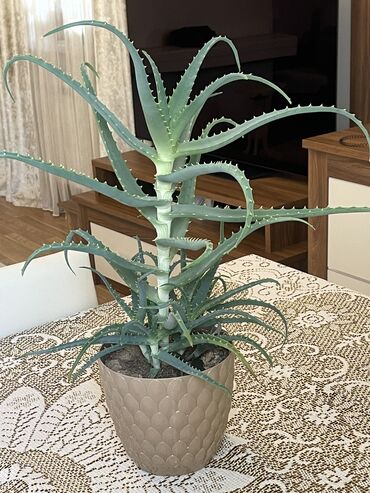 liman bitkisi: Aloe Vera bitkisi Baxımı asan, havanı təmizləyən və şəfalı
