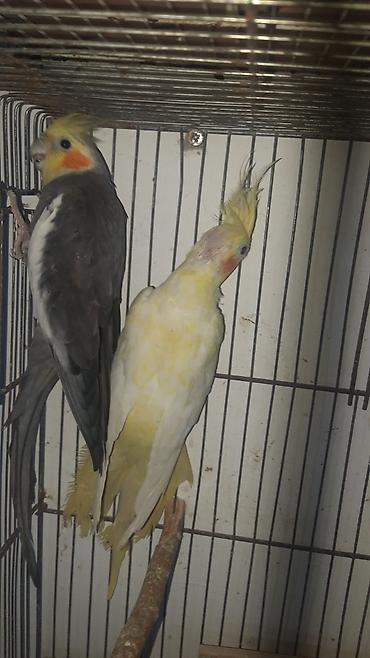 korella tutuquşu: Nimfa (cockatiel) cütləri – müxtəlif rəng mutasiyaları - Növ: Nimfa — 2