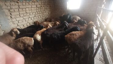 продаю музоо торпок корова самка бык самец айрширская ангус алатауская на забой для разведения на откорм племенные нетель привязанные: Сатам | Кочкор (эркек)
