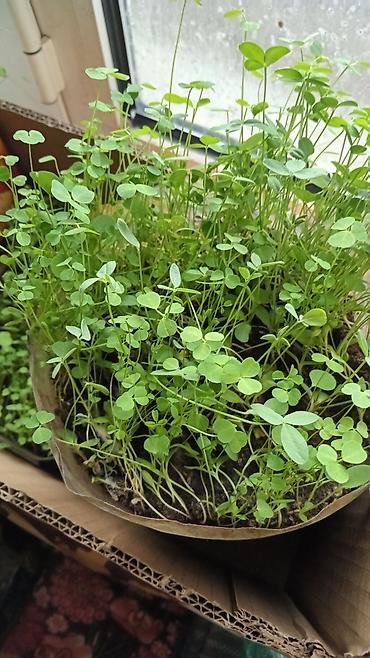 Кормовые растения: Семена кормовых растений: Эспарцет, Самовывоз, Бесплатная доставка, Платная доставка — 9