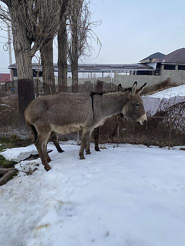 Другие с/х животные: Осел с серым окрасом шерсти, находящийся на заснеженной территории — 2