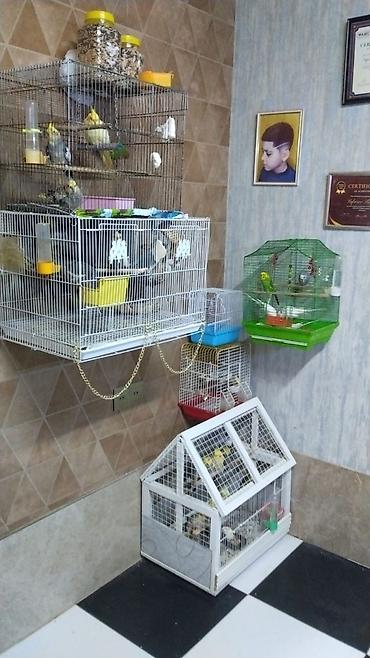 Qəfəslər: Qəfəslər quslar qəfəslər 20-30 Azn valnist quslar 12-14-15 Azn korella — 1