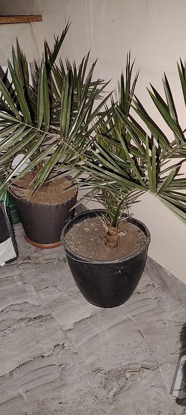 palm: Finik agacı. Cütü 100 azn - Dekorativ, iti yarpaqlı palma – ev, ofis — 1