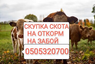 купить авто из кореи в бишкеке: Куплю | Коровы, быки, Лошади, кони | На забой, на мясо, На откорм