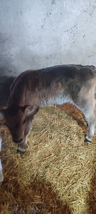 Коровы, быки: Продаю | Музоо, торпок | Голштин, Швицкая | На откорм | Искусственник — 2