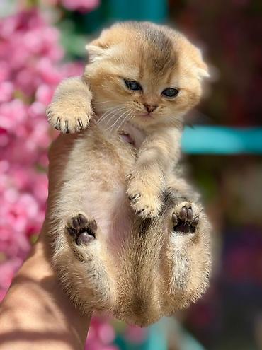 Pişiklər: Şotland — 5