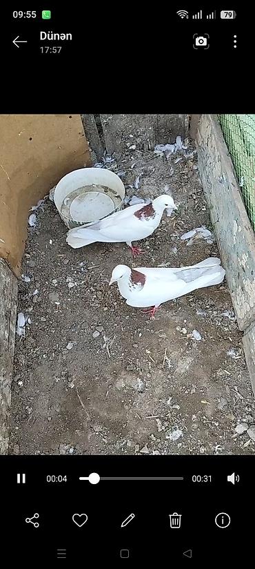 ordek yumurtası satışı: Ağ rəngdə, boyun nahiyəsində qəhvəyi ləkəli 2 ədəd göyərçin cütü. - — 3
