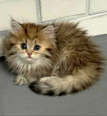 отдать котят в хорошие руки: Tabbi, Erkək, Dişi, Ünvandan götürmə, Ödənişli çatdırılma