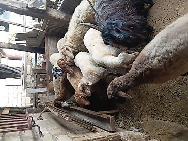simental buzov satisi: Qurbanlıq və damazlıq üçün qoyun-keçi sürüsü - Növ: yerli qoyunlar və — 5